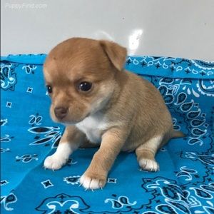 Meet your Posher, Andrea